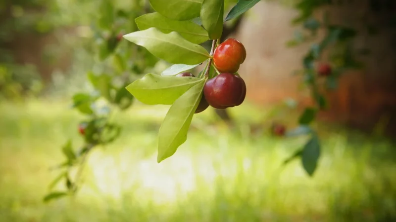 Vitafarm Acerola proszek 300g