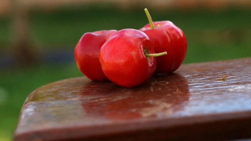 Vitafarm Acerola proszek 500g