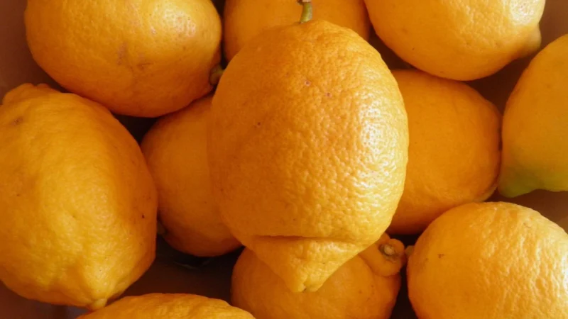 Yango, Bioflawonoidy Cytrusowe, 120 kaps.