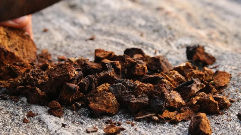Yango Chaga ekstrakt 40% polisacharydów 90 kaps