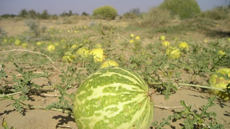 Yango Gorzki melon 90 kaps