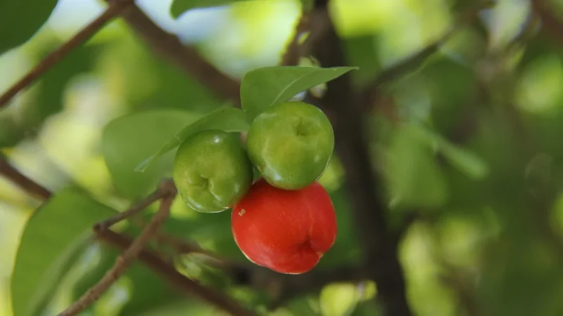 Zestaw Odporność: Boca Botanica Acerola 25% 60kaps + Ashwagandha 8% 100kaps
